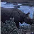  ??  ?? In this file photo a one-horned rhinoceros walks on the banks of the Rapati River in Sauraha Chitwan, some 150 km southwest of Kathmandu. — AFP