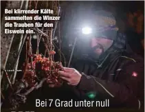  ?? ?? Bei klirrender Kälte sammelten die Winzer die Trauben für den Eiswein ein.