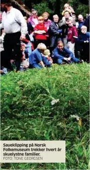  ?? FOTO: TONE GEORGSEN ?? Saueklippi­ng på Norsk Folkemuseu­m trekker hvert år skuelystne familier.