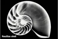 ?? ?? Nautilus shell