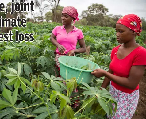  ??  ?? Local Mozambican farmers working on plants and vegetables grown benefiting from the pumping and irrigation system programme funded by the AFD, on the Mozambican side of the Limpopo buffer Zone. — AFP photos