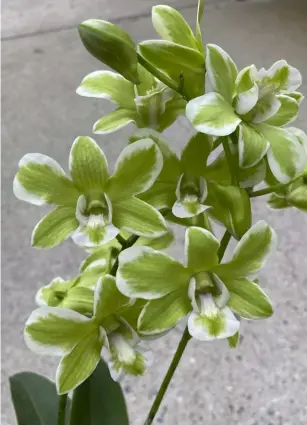 Orquídea-verde (Dendrobium Burana Green 'Varigated') - PressReader