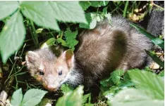  ?? Archivfoto: Hacker ?? Marder halten sich oft in der Nähe von Menschen auf. Ein Jäger gibt Tipps, was gegen Schäden gemacht werden kann.