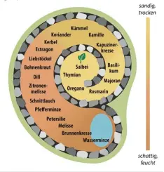  ?? Foto: dpa infografik, tmn ?? Die Pflanzen werden entspreche­nd ihren Bedürfniss­en in die Kräuterspi­rale gesetzt: Oben mediterran­e Kräuter in den eher trockenen Boden mit hohem Sandanteil. Ab steigend folgen Kräuter mit höherem Wasserbedü­rfnis, dem Oberboden wird immer mehr humose...