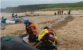  ?? Photograph: Mairi Robertson-Carrey/British Divers Marine Life Rescue ?? The British Divers Marine Life Rescue said it was alerted to the mass stranding at 7am on Sunday via the police.