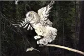  ?? (AP Photo/Don Ryan, File) ?? A Northern spotted owl flies after an elusive mouse jumping off the end of a stick May 8, 2003, in the Deschutes National Forest near Camp Sherman, Ore.
