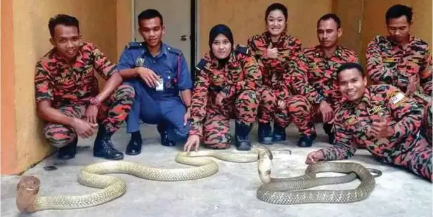  ??  ?? SYED Aziz, (tiga kanan) bersama rakan sekerja di Balai Bomba Pekan yang semuanya mahir menangkap haiwan berbisa.