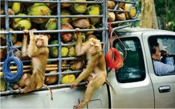  ?? IMAGO/LUCAXTETTO­NI ?? Die Affen werden für die Arbeit auf den Farmen oft ihren Familien entrissen.