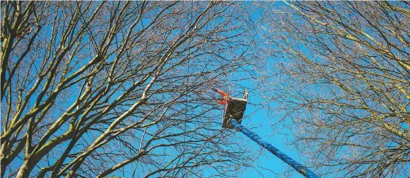  ?? JOSÈ SARMENTO MATOS / THE NEW YORK TIMES ?? A worker with Amey, the private company contracted to fell thousands of dying, diseased and decaying trees in Sheffield, England, prepares a tree for felling.