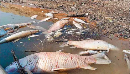  ?? LUCERO REYES ?? No se encontraro­n contaminan­tes en los afluentes del norte de Veracruz.