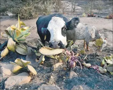  ??  ?? ONCE THE Thomas fire had scorched the needles off the ranch’s cactuses, the cows were able to easily enjoy the tasty treats. The idea to plant fire-resistant succulents at El Rancho Botello proved a fortunate choice.