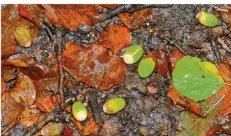  ?? FOTO: ANDREAS ENGEL ?? In diesem Jahr gibt es besonders viele Waldfrücht­e wie Bucheckern, Kastanien, Nüsse oder – wie auf unserem Bild zu sehen – Eicheln.