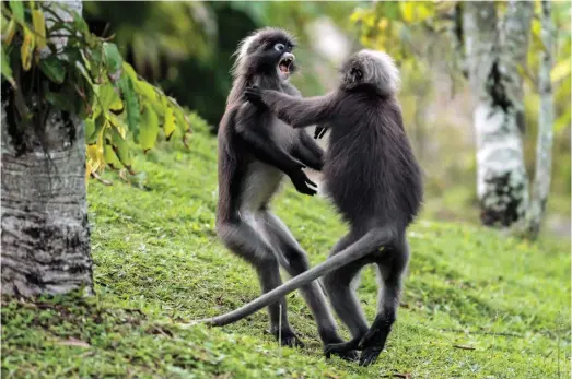  ??  ?? Dusky Leaf Monkey