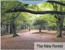  ??  ?? The New Forest