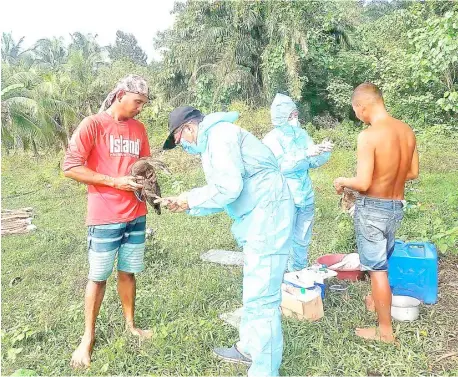  ?? PHOTOGRAPH COURTESY OF DR. GARY DONDONAYOS ?? A CASE of Avian Influenza was reported and detected in native Mallard ducks from a rural town of Cotabato in 2022.