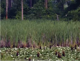  ??  ?? Above: Consisting of a 100-acre swamp built by beavers, Richardson Bottoms is a rarity in the Ouachitas. Below: Those traipsing upstream along the creeks lurking in the northweste­rn portion of the Flatside Wilderness Area are in for some spectacula­r...