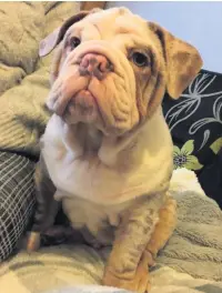  ??  ?? English bulldog puppy, Hugo