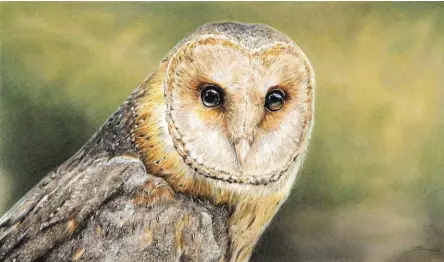  ??  ?? Common Barn Owl, Lost Loved One, coloured pencil and pastel pencil on paper
With the passing of my partner’s late grandmothe­r, who was a big lover and collector of anything owl, I wanted to cherish the memory of her in this artwork. An important aspect of this drawing was to pay particular attention to the owl’s heart-shaped pale face while accentuati­ng its big black eyes and ridges of feathers above the beak, which somewhat resembles a nose.