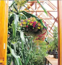  ?? DEAN FOSDICK/THE ASSOCIATED PRESS ?? Hanging baskets in a hobby greenhouse not only add some colour and texture to the landscape but they also attract pollinator­s to the surroundin­g sweet corn and tomato plants.