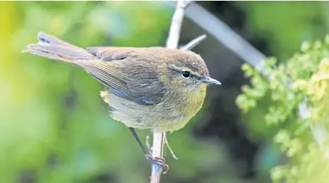  ?? ?? STAND-OUT: We might see chiffchaff­s visiting, but the Canary Islands’ ones have a noticeably different song and shorter wings.