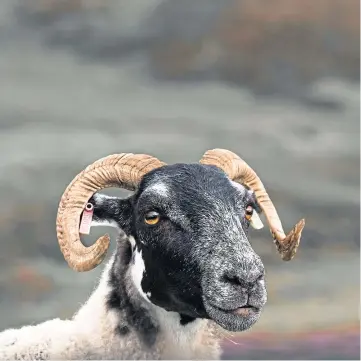  ?? ?? WEATHERPRO­OF: Developing climate-hardened sheep gets a share of the funding.