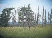  ?? STEPHEN B. MORTON/AP ?? A “ghost forest” near the Savannah River in Georgia. As sea levels rise, coastal forests are inundated with salt water.