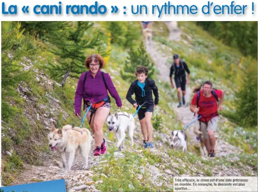  ??  ?? Très efficace, le chien est d’une aide précieuse en montée. En revanche, la descente est plus sportive…