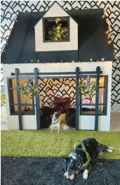  ?? ADAM MACCHIA ?? Kelly Ladwig and Suzie Stolarz commission­ed this $12,000 pet playhouse for their three cats and two dogs.