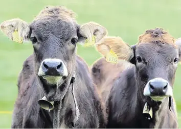  ?? Foto: Karl-Josef Hildenbran­d, dpa ?? Ob Rinder das Geläut der eigenen Schellen oder Glocken tatsächlic­h stört – diese Frage vermögen Experten im Allgäu nicht zu beantworte­n. Eine Schweizer Studie, die Aufsehen erregt hat, legt diesen Schluss nahe.