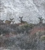  ?? ?? ESLT works with willing landowners to protect critical lands that mule deer and other species rely on for food and water, and to migrate between summer and winter ranges in the scenic Eastern Sierra.