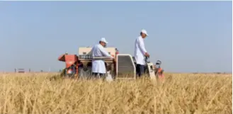  ?? ?? Researcher­s harvest rice in a demonstrat­ion field in Aral City, Xinjiang Uygur Autonomous Region, on October 13