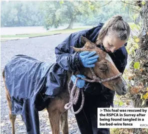  ?? RSPCA ?? This foal was rescued by the RSPCA in Surrey after being found tangled in a barbed-wire fence