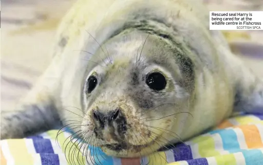  ??  ?? Rescued seal Harry is being cared for at theSCOTTIS­H SPCA