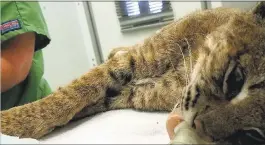  ?? PHOTO COURTESY LINDSAY WILDLIFE EXPERIENCE ?? A bobcat, possibly hit by a car, receives treatment at Lindsay Wildlife Experience. The adult cat suffered a broken pelvis and a possible head injury.