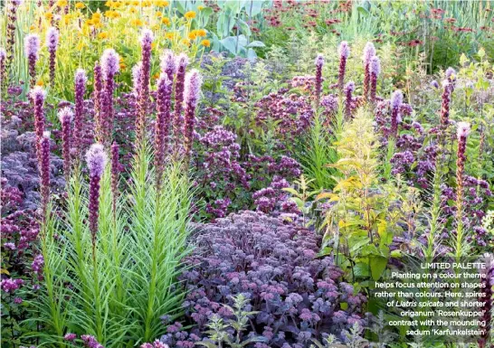  ??  ?? ❤ LIMITED PALETTE Planting on a colour theme helps focus attention on shapes rather than colours. Here, spires of Liatris spicata and shorter origanum ‘Rosenkuppe­l’ contrast with the mounding sedum ‘Karfunkels­tein’