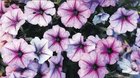  ?? JEFF HAYNES/AFP/GETTY IMAGES ?? The Petunia x hybrida is the result of extensive breeding of two South American species: Petunia integrifol­ia (violet petunia) and Petunia axillaris (white moon petunia). Further breeding using “jumping genes” has created a rich display of floral...