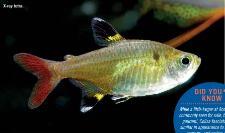  ?? ?? X-ray tetra.