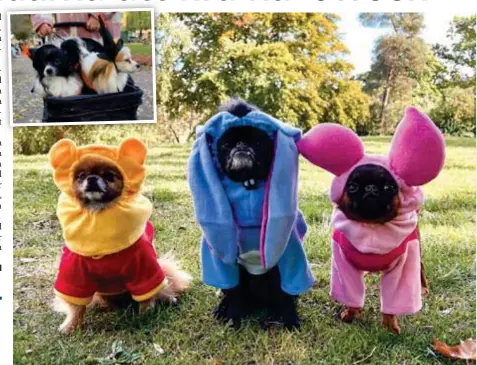  ?? FOTO: PETIT BANANA PR ?? HUND-RATALS. Halloweenp­romenaden beräknas locka omkring 200 hundar i år.