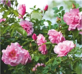  ??  ?? A Catalonian—not Spanish—horticultu­ral jewel: Rosa Madame Grégoire Staechelin was bred by the great Pere Dot in the 1920s