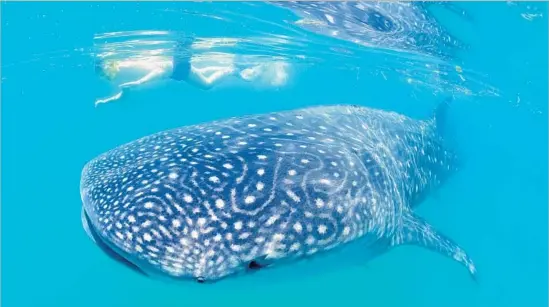  ?? Arnaud Chicurel hemis.fr/Getty Images ?? ONE SNORKELER swims close to (but does not touch) a whale shark, the biggest known living fish in the world, off Isla Holbox north of Mexico’s Yucatán Peninsula.