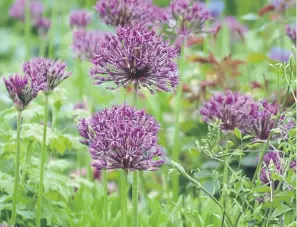  ?? ?? Alliums at Arundel Castle