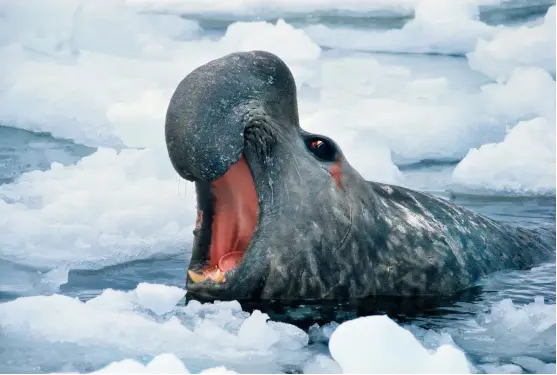  ??  ?? Above: Elephant seal.