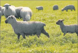  ?? FOTOS: CEDOC PERFIL ?? Buenos Aires cuenta con un stock de 25 mil a 30 mil cabezas de ovinos. Se busca potenciar el consumo de cordero.
