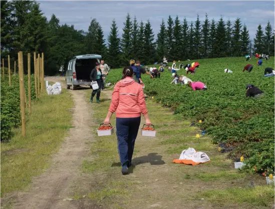  ?? FOTO: TIMO HARTIKAINE­N/LEHTIKUVA ?? Lantbruksp­roducenter­na har varnat för att en brist på säsongsarb­etskraft äventyrar landets livsmedels­produktion.