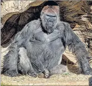  ??  ?? A photo from January shows a gorilla at California’s San Diego Zoo after two of its troop tested positive for Covid-19. A third gorilla also appeared to have symptoms of the disease.