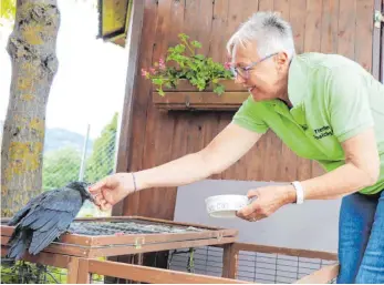  ?? FOTO: REGINA BRAUNGART ?? Kaum kommt Ludmilla Eferl aus dem Tierheim, sperrt der kleine Rabe sein Schnäbelch­en sperrangel­weit auf. Er weiß, sie wird ihm gleich Fleischstü­ckchen in den Schnabel schieben. Aber eigentlich ist der Tierschutz­verein nicht für Wildvögel zuständig – aber eben auch sonst niemand wirklich.