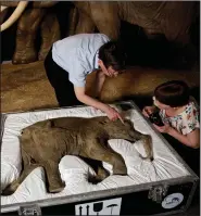  ?? (File Photo/AP/Matt Dunham) ?? Mammoth researcher Adrian Lister (left) and curator of the Shemanovsk­y Museum Galina Karzanova look at Lyuba, a baby woolly mammoth, on May 19, 2014, at the Natural History Museum in London.