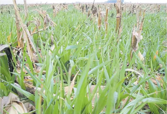  ??  ?? Invierno verde. Un cultivo de cobertura crece entre los rastrojos de maíz, una forma de aprovechar la humedad para sumar materia orgánica.