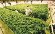  ?? Peter Hvizdak / Hearst Connecticu­t Media ?? Advanced Grow Labs CEO David Lipton, right, stands high in a flower room that was modified to grow more marijuana plants by using rolling bench tables.