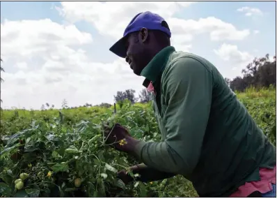  ?? (AP/Cody Jackson) ?? In late March, a farmworker harvests tomatoes at a farm in Delray Beach, Fla.